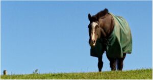 A black horse is wearing a green blanket to protect it from the cold while standing outside in the field.