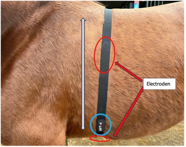 The correct positioning of the Polar Heart rate belt on a horse is shown, with the positioning of the electrodes